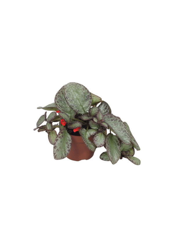 Episcia Cupreata 'Pink Acajou'