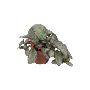 Episcia Cupreata