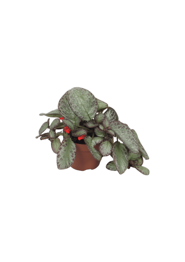 Episcia Cupreata