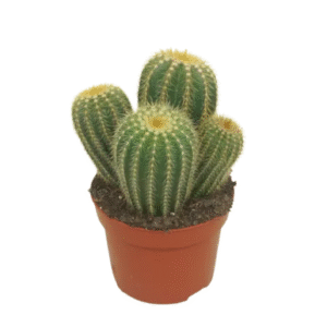 Eriocactus Warasii