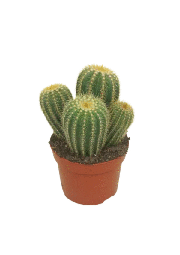 Eriocactus Warasii