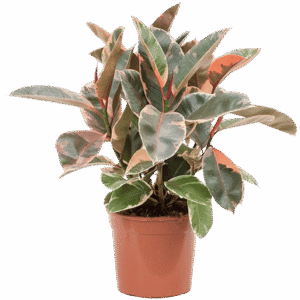 Ficus Elastica Belize