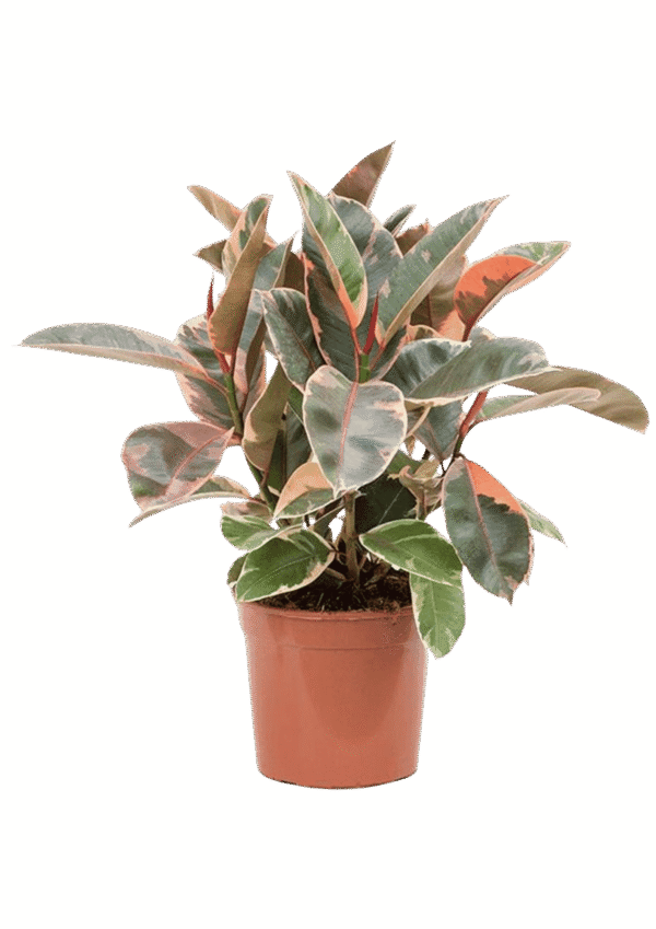 Ficus Elastica Belize