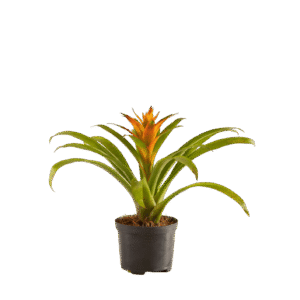 Guzmanua Bromelia Flor Naranja
