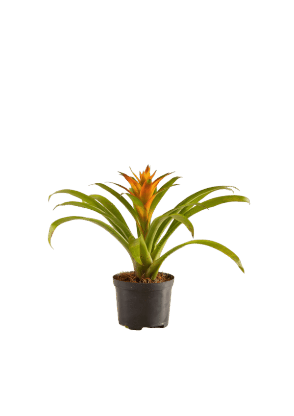 Guzmanua Bromelia Flor Naranja