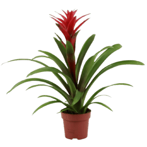 Guzmania Flor Roja