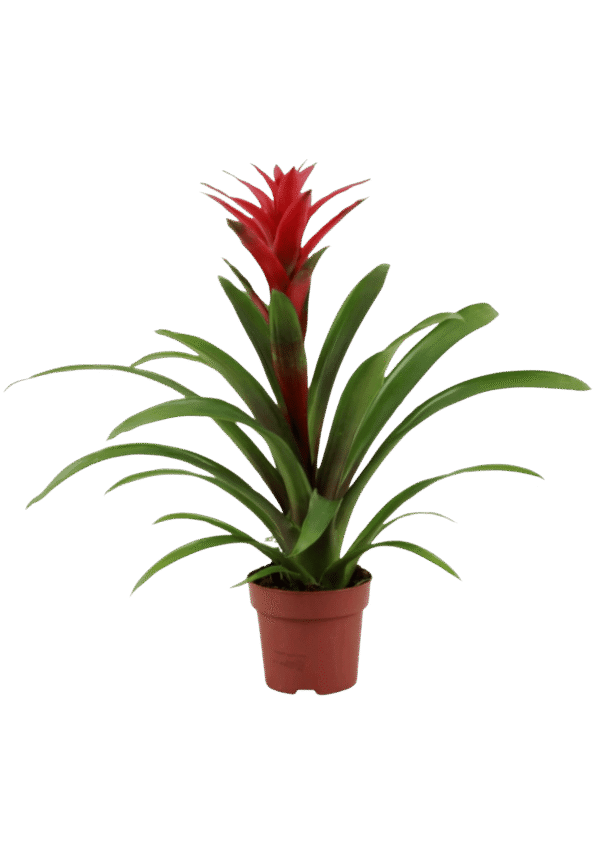 Guzmania Flor Roja