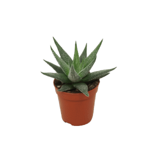 Haworthia Fasciata 'Concolor'