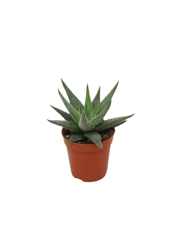 Haworthia Fasciata 'Concolor'
