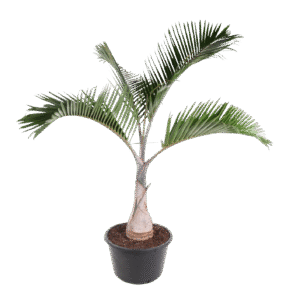 Hyophorbe Lagenicaulis