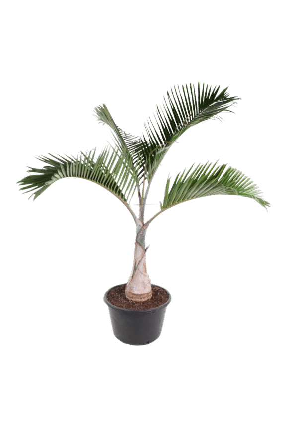 Hyophorbe Lagenicaulis