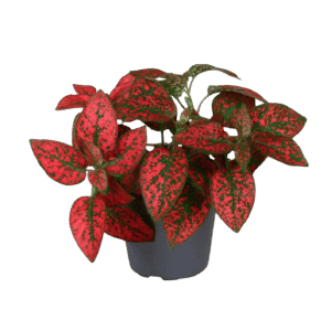 Hypoestes phyllostachya 'Pronto Red’