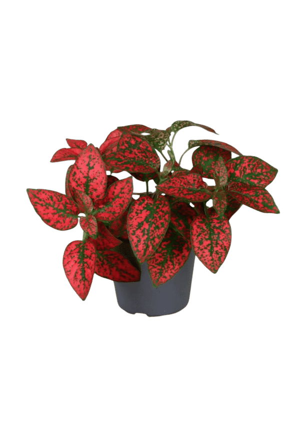 Hypoestes phyllostachya 'Pronto Red’