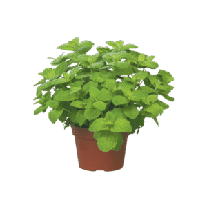 Menta