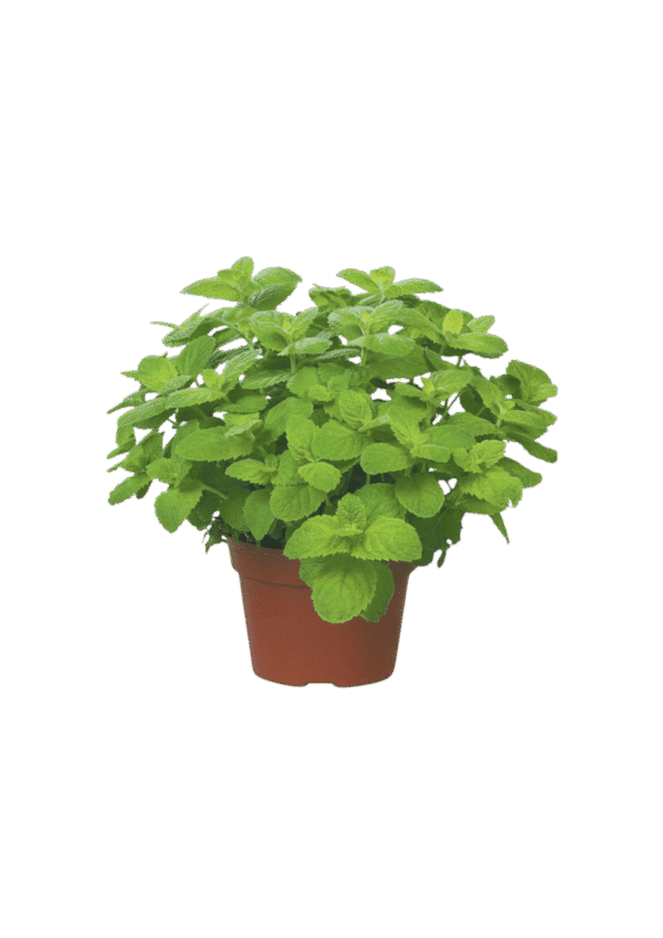 Menta