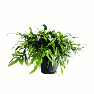 Microsorum Diversifolium