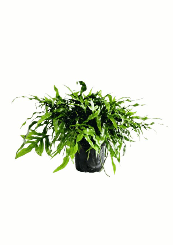 Microsorum Diversifolium