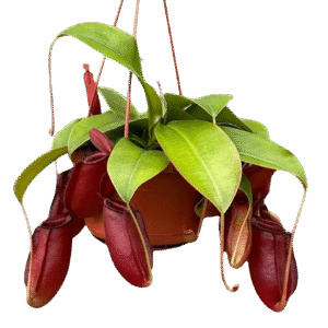 Nepenthes 'Bloody Mary'