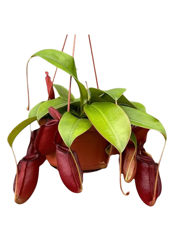 Nepenthes 'Bloody Mary'