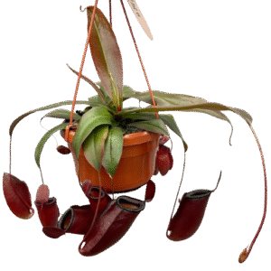 Nepenthes 'Dark Secret'