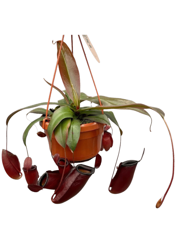Nepenthes 'Dark Secret'