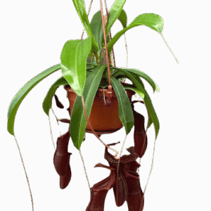 Nepenthes 'Bill'