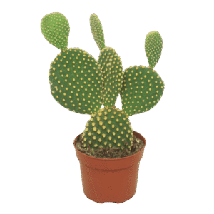 Opuntia Microdasys