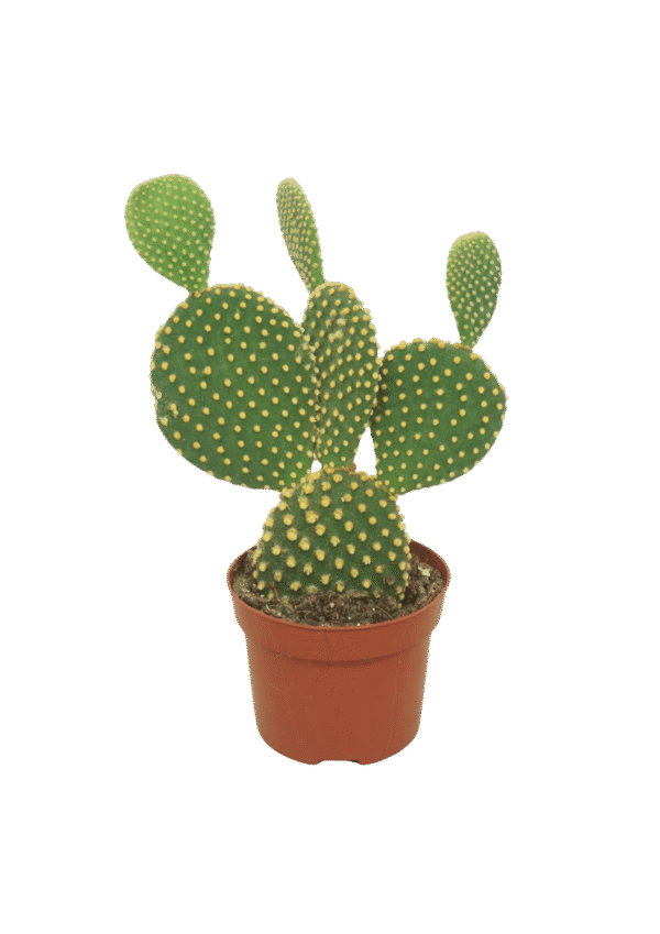 Opuntia Microdasys