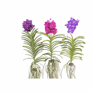 Orquidea Banda