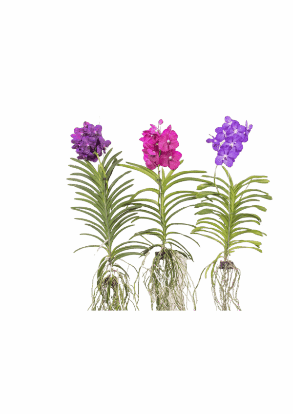 Orquidea Banda