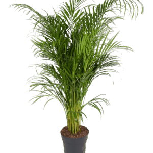 Palma Areca