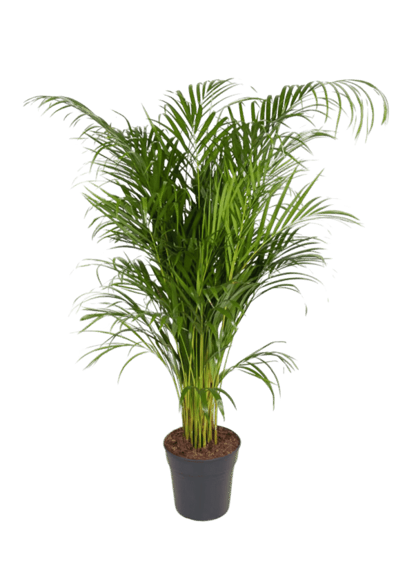 Palma Areca