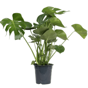Philodendro Monstera