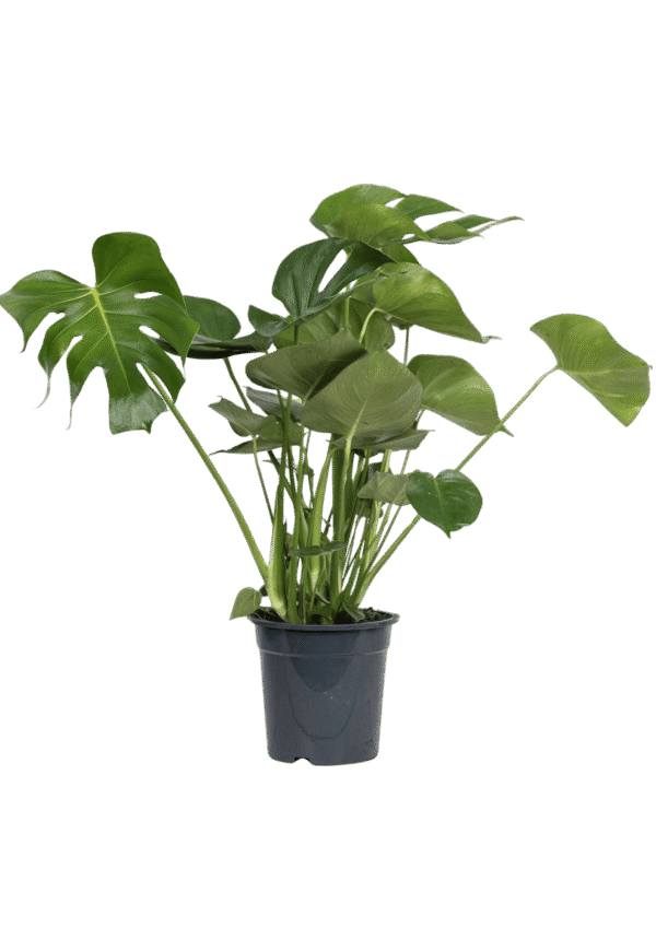 Philodendro Monstera