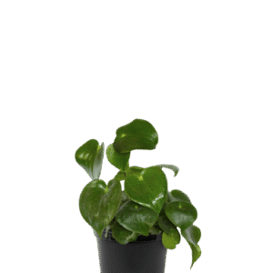 Pilea