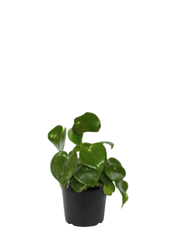 Pilea
