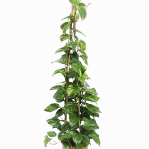 Pothos