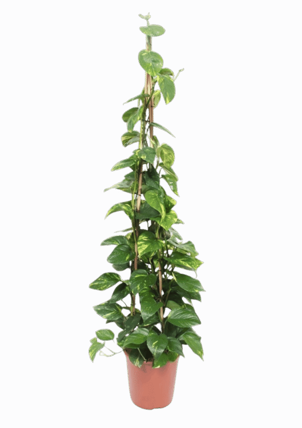 Pothos