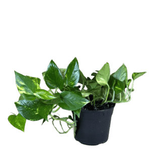 Pothos Golden