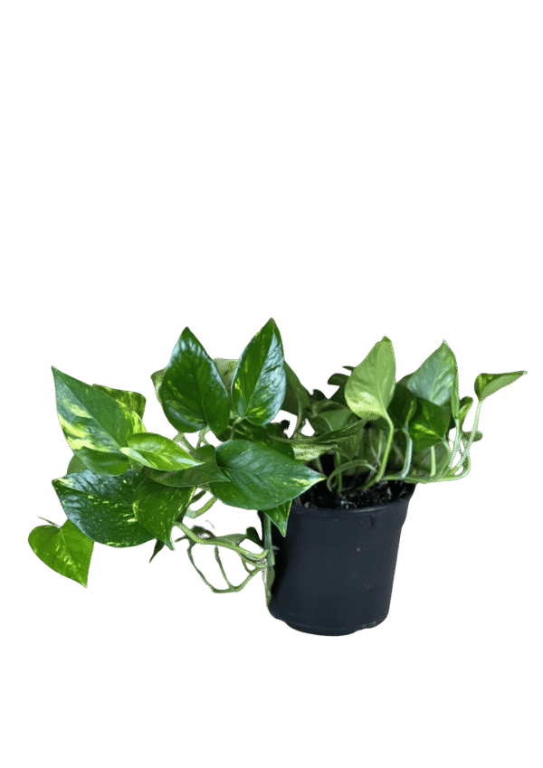 Pothos Golden