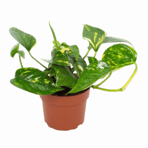 Pothos Marble Queen