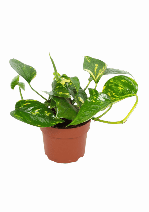 Pothos Marble Queen