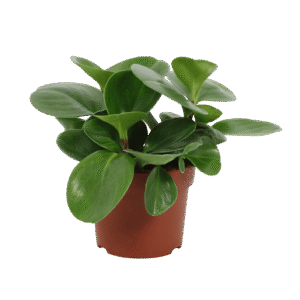Peperomia Obtusifolia 'Green Gold'