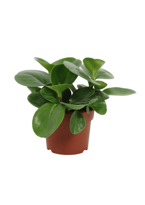 Peperomia Obtusifolia 'Green Gold'