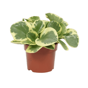 Peperomia Obtusifolia 'Variegata'