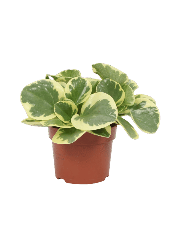 Peperomia Obtusifolia 'Variegata'