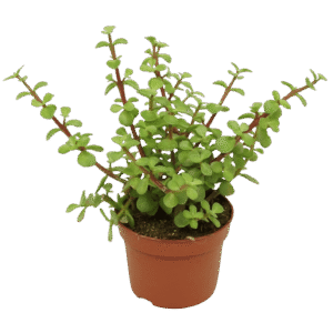 Portulacaria Afra