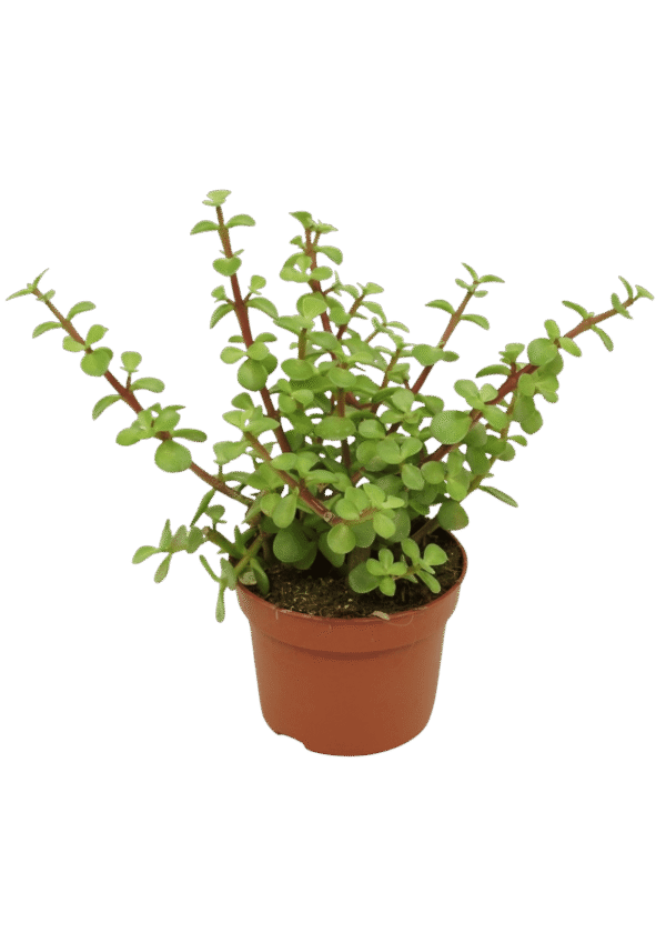 Portulacaria Afra