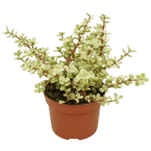 Portulacaria Afra 'Variegata'