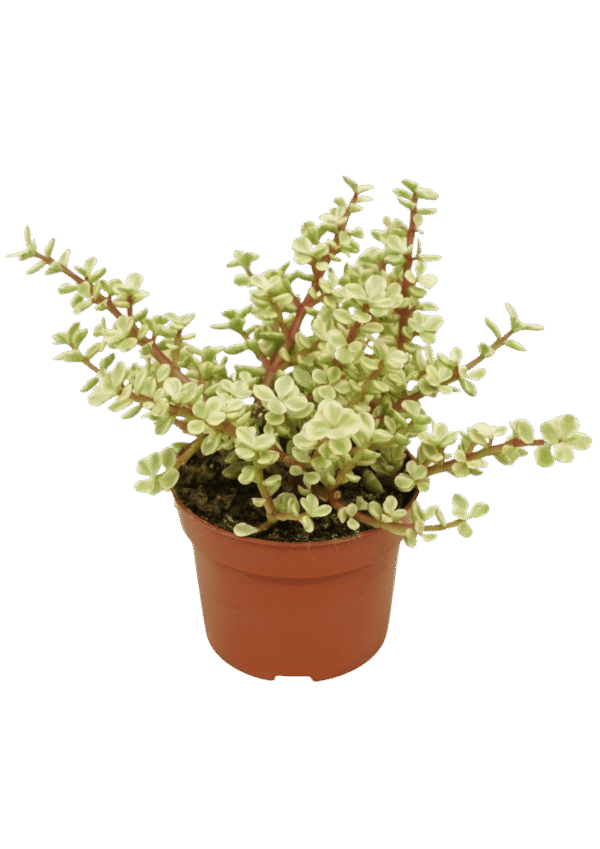 Portulacaria Afra 'Variegata'